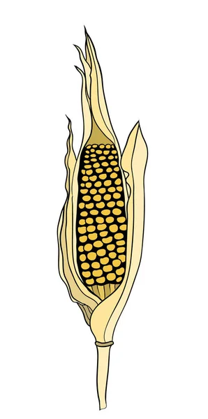 Cob のビンテージ図のトウモロコシ 植物のトウモロコシ ベクトル図 — ストックベクタ