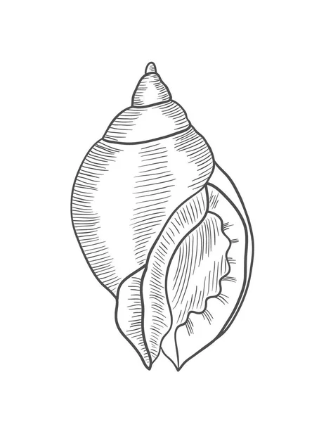 Ilustración Grabado Antiguo Vectorial Concha Mar Espiral Aislada Sobre Fondo — Vector de stock