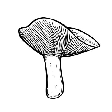 Hand drawn monochrome mushroom vector colorful sketch. Collection of different mushrooms with roots, real edible and poisonous boletus