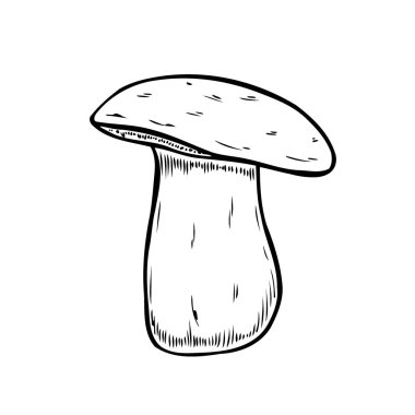 Hand drawn monochrome mushroom vector colorful sketch. Collection of different mushrooms with roots, real edible and poisonous boletus