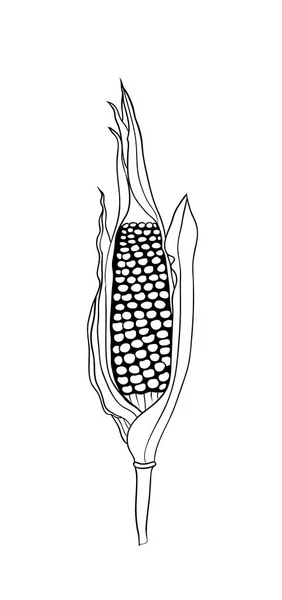 Milho Ilustração Esboço Espiga Milho Botânico Ilustração Vetorial —  Vetores de Stock