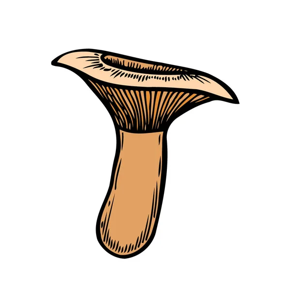 Disegnato Mano Fungo Vettore Colorato Schizzo Raccolta Funghi Diversi Con — Vettoriale Stock