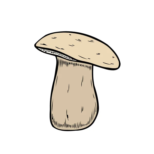 Handgezeichnete Pilzvektor Bunte Skizze Sammlung Verschiedener Pilze Mit Wurzeln Echten — Stockvektor