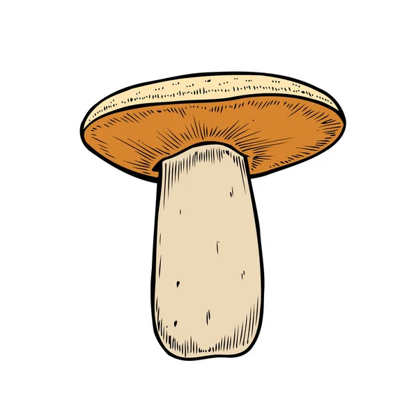 손으로 다채로운 스케치입니다 뿌리와 버섯의 컬렉션 Boletus — 스톡 벡터