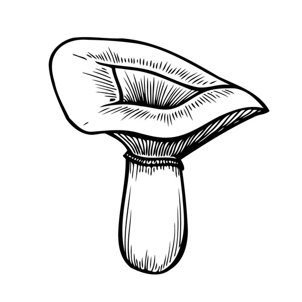 Hand Drawn Monochrome Mushroom Vector Colorful Sketch Collection Different Mushrooms — Stok Vektör