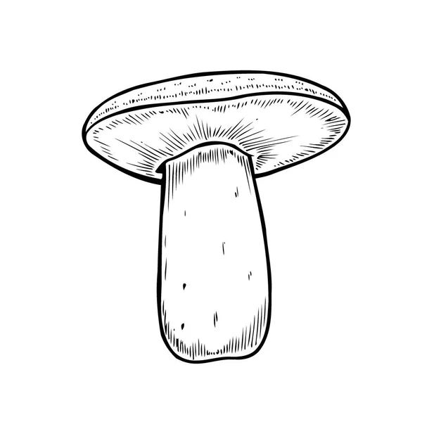 Hand Drawn Monochrome Mushroom Vector Colorful Sketch Collection Different Mushrooms — 图库矢量图片