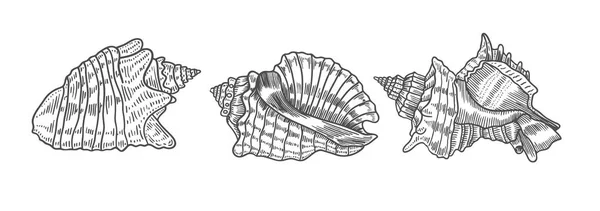 Handgetekende Vector Illustraties Verzameling Van Schelpen Een Marinier Perfect Voor — Stockvector