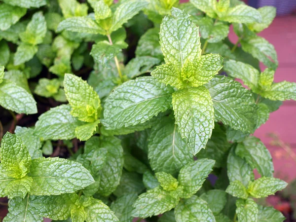a photo of a mint plant in a garden