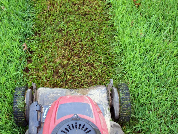 Memotong Rumput Melalui Mesin Pemotong Rumput Dorong — Stok Foto