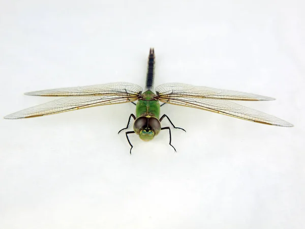 Photo Dragonfly Isolated White Background — Stock Photo, Image