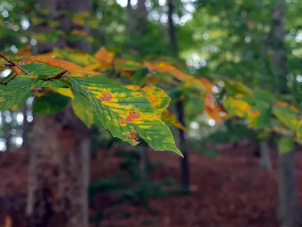 Outono cenário de floresta temporada — Fotografia de Stock