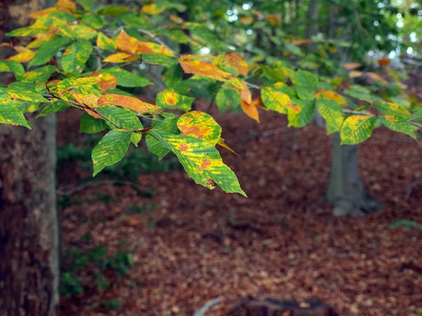 秋の森を背景に — ストック写真