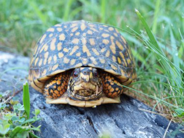 Bir Doğu Kutu Kaplumbağası korunmak için kabuğunda saklanıyor..