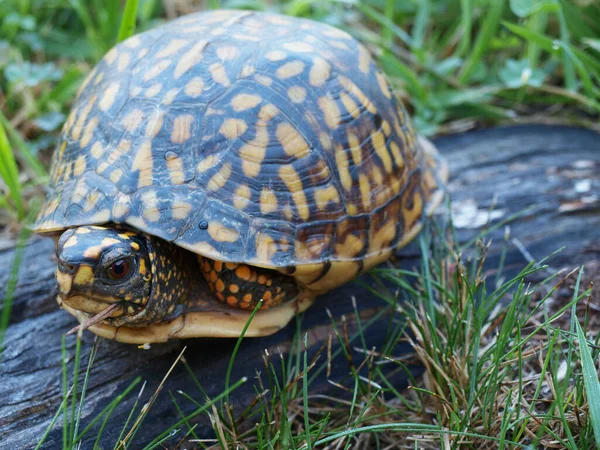 東の箱の亀の保護のためにそのシェルに隠れて — ストック写真