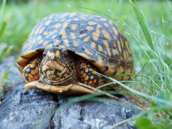 Una Tortuga Caja Oriental Escondida Caparazón Para Protegerse —  Fotos de Stock