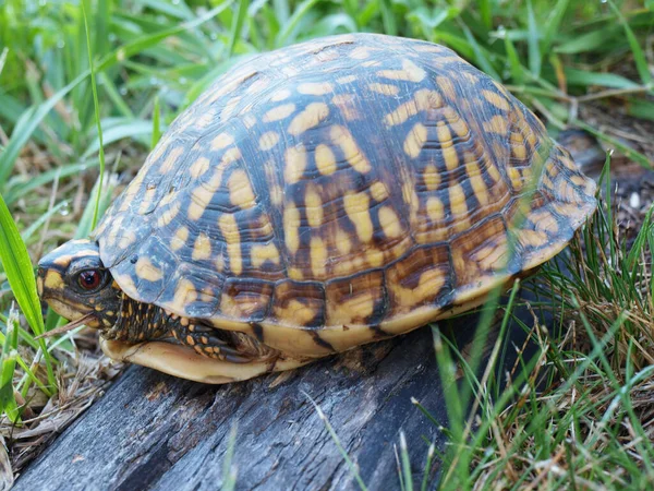 Eastern Box Sköldpadda Gömmer Sig Sitt Skal För Skydd — Stockfoto