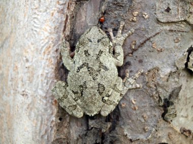 Ağaca tutunan bir ağaç resmi.