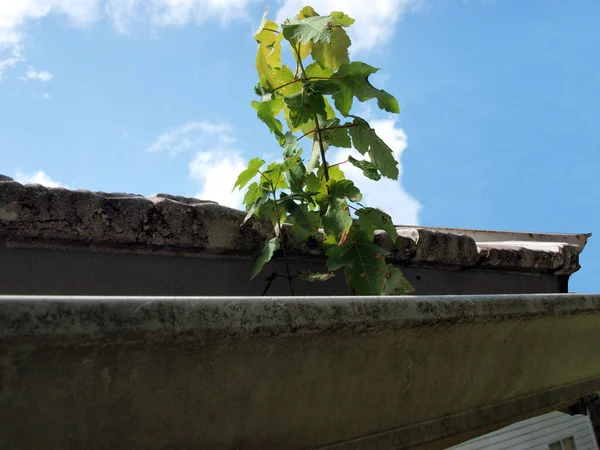 Broto Árvore Crescendo Uma Sarjeta Casa — Fotografia de Stock