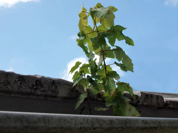 Plantation Arbres Poussant Dans Une Gouttière Accueil — Photo