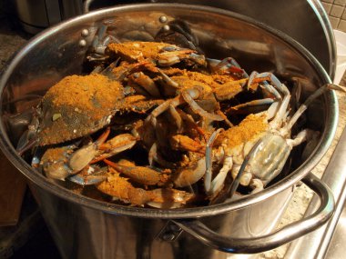 Maryland Chesapeake Körfezi 'nden canlı mavi yengeçlerin fotoğrafı. 