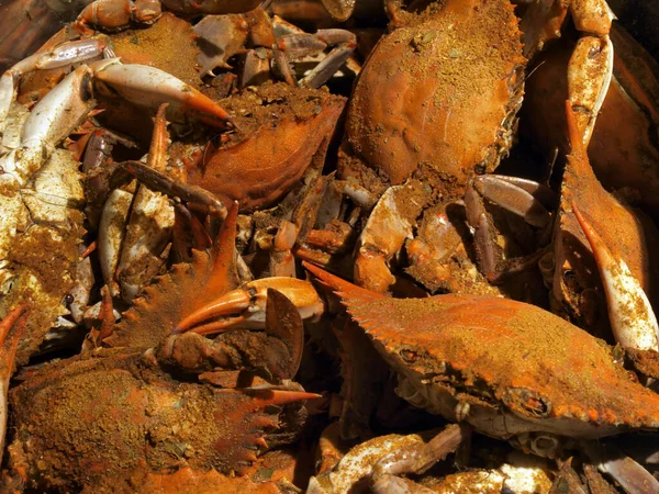 来自马里兰州切萨皮克湾的一只煮蓝螃蟹的照片 — 图库照片
