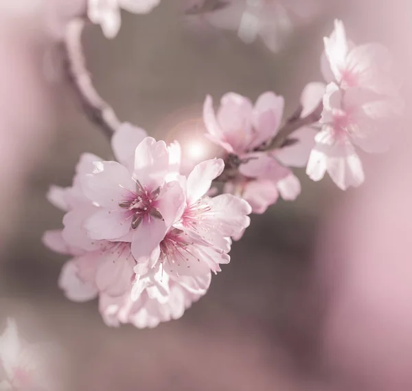 Cherry blossoms with pastel colors,spring in the nature