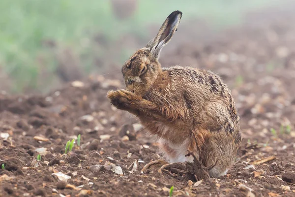토끼는 작물이 자라는 밭에서 합니다 동물을 아침의 Ight — 스톡 사진