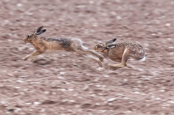 Running brown hares across a dirt field in Norfolk during mating season. Wild animals caught at speed during a chase