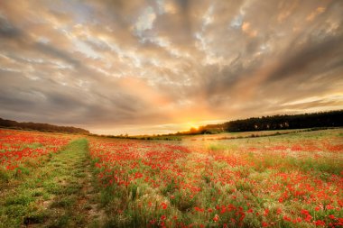 Stunning poppy field at sunrise in Norfolk UK. Large field of flowers with a path and orange sun light rays as dawn breaks over the trees clipart