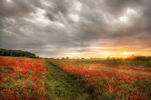 Path through wild poppies at dawn. Sunrise breaks over poppy field in rural Norfork UK.