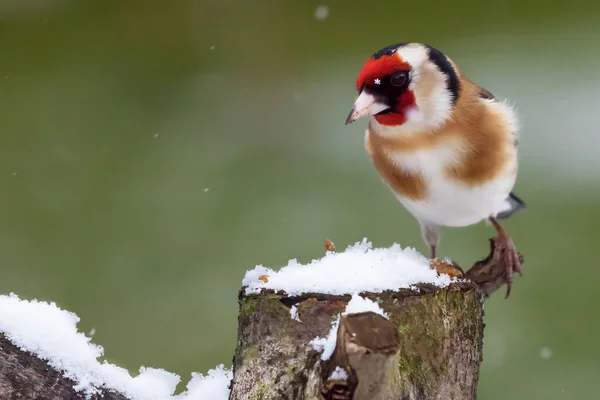 Tentilhão Ouro Sentou Log Nevado Inverno Pássaro Vida Selvagem Norfolk — Fotografia de Stock