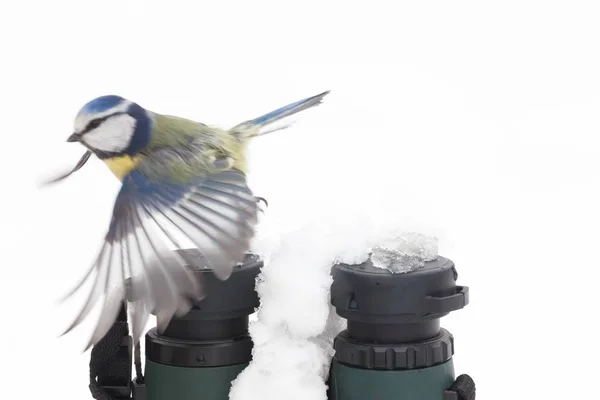 Teta Azul Volando Sobre Par Prismáticos Nieve Durante Invierno Norfolk — Foto de Stock