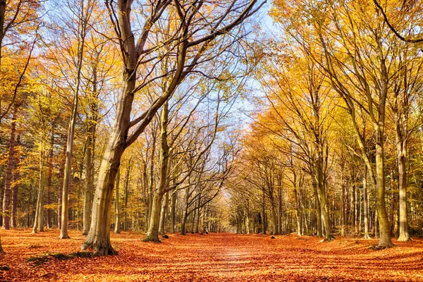 Skogen Full Höst Färg Woodland Golvet Täckt Ljusa Orange Faller — Stockfoto