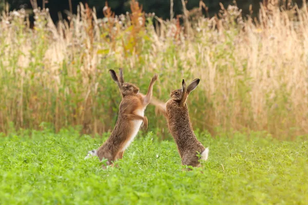 Mad Hares Boxing Crop Field Norfolk Pair Wild Animals Fighting — Stock Photo, Image