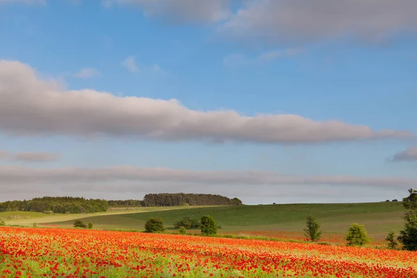 Krajobraz Pole Maków Wiejskich Anglii Norfolk Błękitem Nieba Chmur — Zdjęcie stockowe