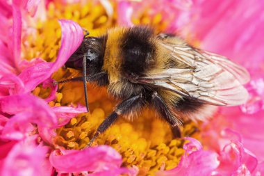 Beyaz kuyruklu bumblebee yakın görünümü ayrıntılı bir güzel pembe Aster çiçek başına oturdu
