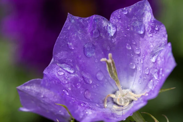 Enda Campanula Lila Blomma Närbild Med Tidig Morgondagg Droppar Juli — Stockfoto