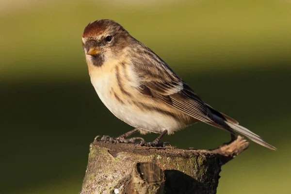 Lesser Redpoll Migrant Bird Perched Log Spring Time — Stock Photo, Image