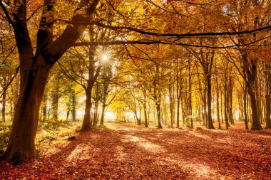 Tam sonbahar renk ormanda. Parlak turuncu sonbahar yaprakları ve ağaçların arasından patlama sabah güneş ormanlık zemin kaplı