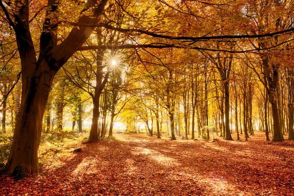 Bosque Todo Color Otoño Suelo Bosque Cubierto Hojas Color Naranja — Foto de Stock