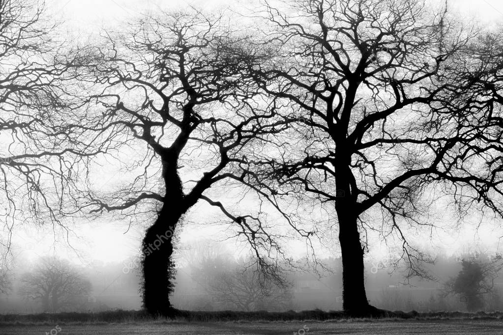 Bare winter trees in black and white with a misty foggy weather in a rural setting