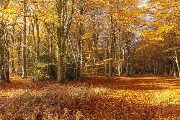 Autumn Woodland Trees Amazing Colour Orange Red Fall Leaves Natures — Stock Photo, Image