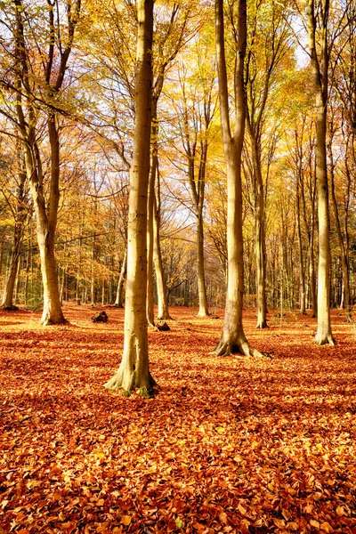 Woodland Trees Fall Amazing Colour Orange Red Fall Leaves Natures — Stock Photo, Image