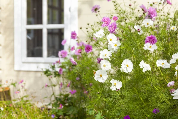 Flores Verão Contra Uma Janela Construção Summhouse Madeira Jardim — Fotografia de Stock