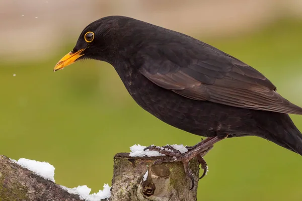 Blackbird Pássaro Selvagem Sentou Log Nevado Inverno Perto — Fotografia de Stock