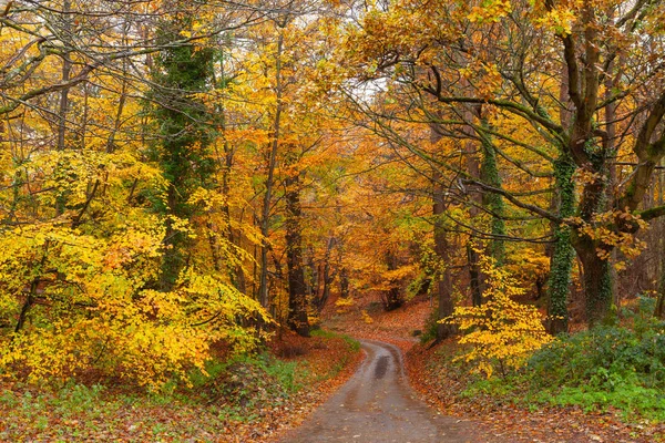 Stunning Bright Autum Tree Colours Rain Rural Road Path Leading — Stock Photo, Image