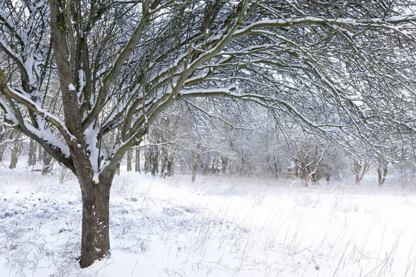 Hermosa Escena Nieve Invierno Bosque Con Árboles Cubiertos Nieve Fresca —  Fotos de Stock