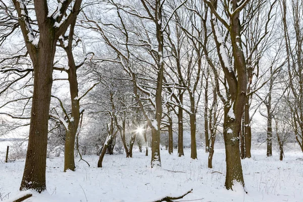 Bosque Escena Nieve Invierno Con Amanecer Temprano Mañana Árboles Desnudos —  Fotos de Stock