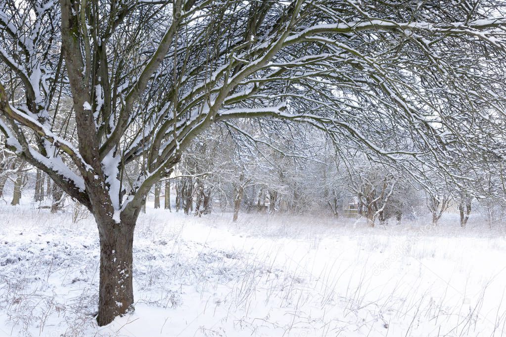 Beautiful winter snow scene in woodland forest with trees covered in fresh snow
