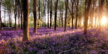 BlueBell orman gündoğumu güzel mor orman çiçekler kapsayan güneş ışığı ve ağaç gölgeli, hayatta. kapsamlı İngilizce bluebells tam Bloom ağaç gölgelik gizli.